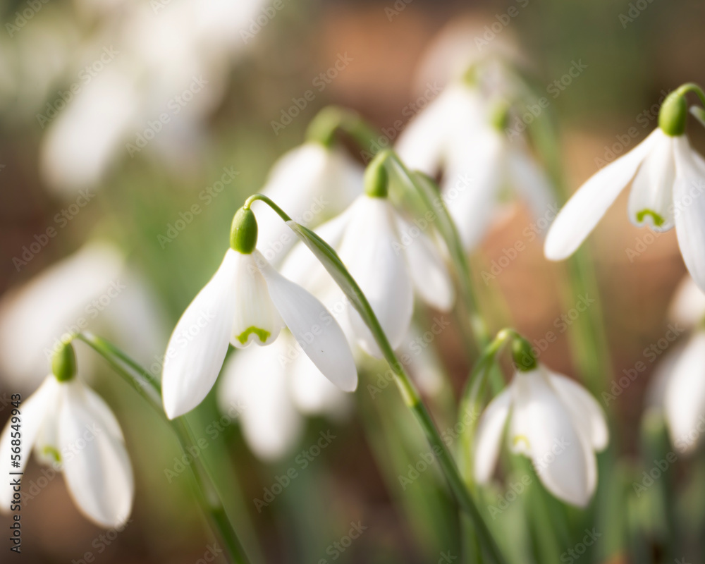 First snowdrops opened wide in the sunshine. The bring colour back into our lives after a long winter. First snowdrops opened wide in the sunshine. The bring colour back into our lives after a long winter.
