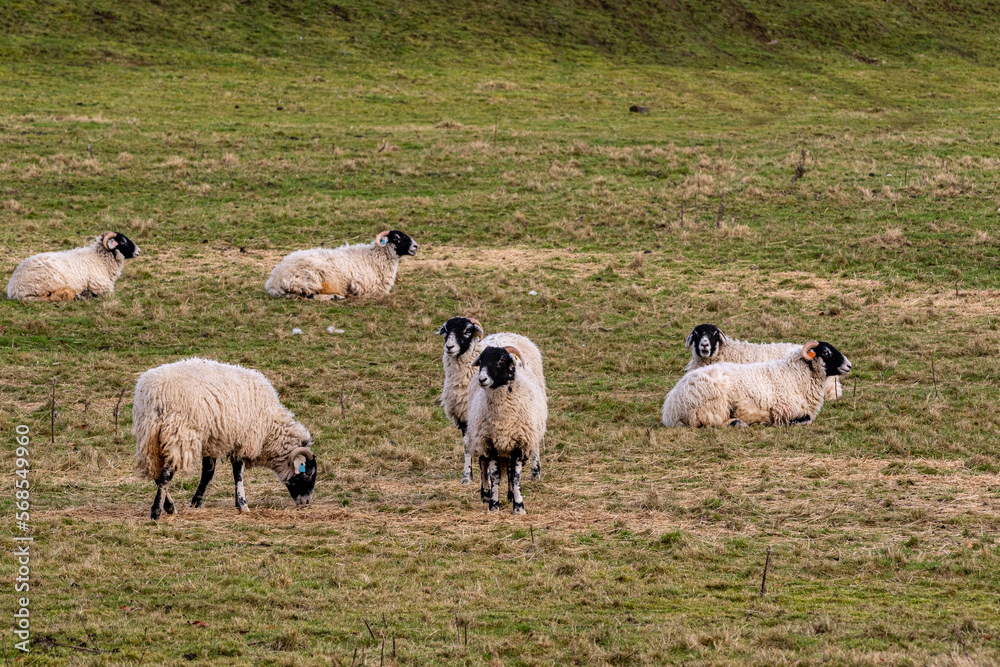 Fototapeta premium sheep and lambs
