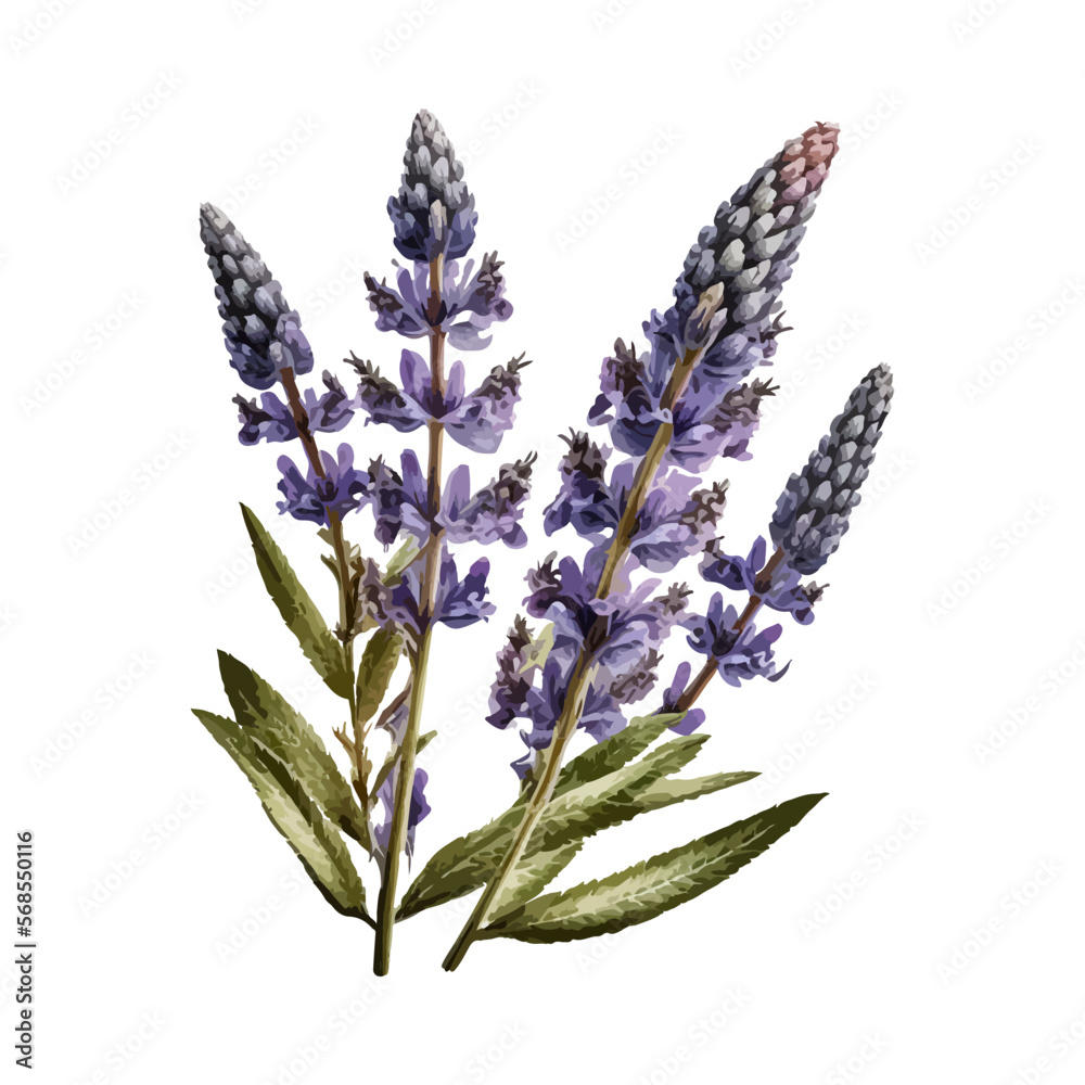 Naklejka premium Lavender flowers, vector illustration in a watercolor style eps10. Isolate on a white background.