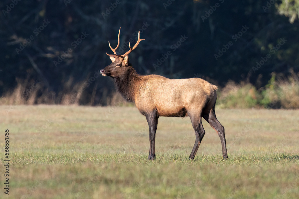 Roosevelt elk Roosevelt elk