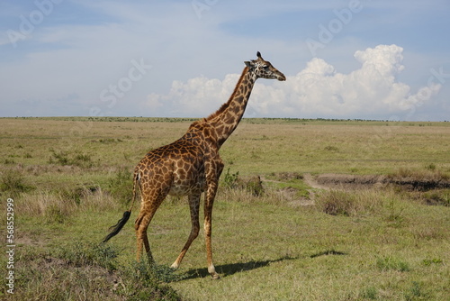 Kenya - Masai Mara - Giraffe