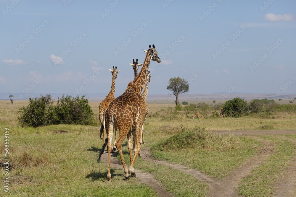 Naklejka premium Kenya - Masai Mara - Giraffe