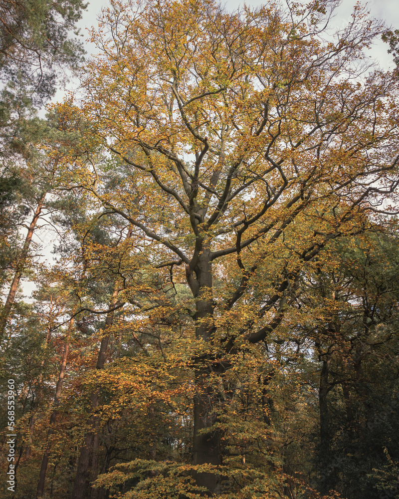 impressive big tree in a park in fall impressive big tree in a park in fall