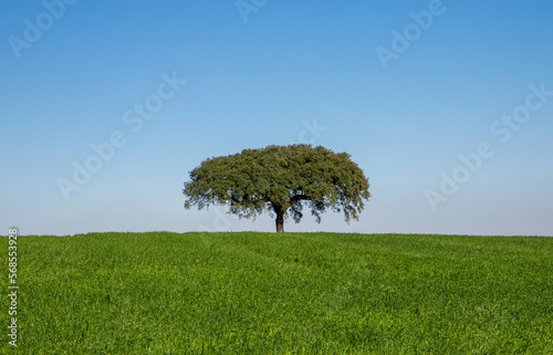 Landscape of a tree on a hill with green grass, perfect for wallpaper