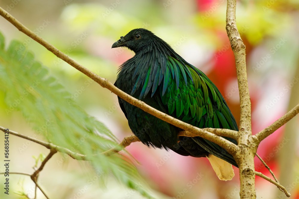 Caloenas nicobarica - Nicobar Pigeon black and green bird found on small  islands and in coastal regions