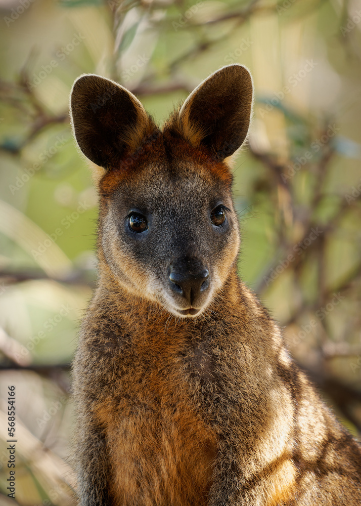 Red-necked Pademelon Thylogale thetis forest-dwelling marsupial, eastern coastal region of Australia between south-east Queensland and New South Wales. Smaller than kangaroo and wallaby Red-necked Pademelon Thylogale thetis forest-dwelling marsupial, eastern coastal region of Australia between south-east Queensland and New South Wales. Smaller than kangaroo and wallaby
