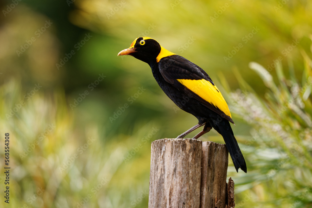 Fototapeta premium Regent Bowerbird - Sericulus chrysocephalus medium-sized sexually dimorphic bird, male bird is black and golden orange-yellow crown and bill, black feet and yellow iris, female is a brown bird