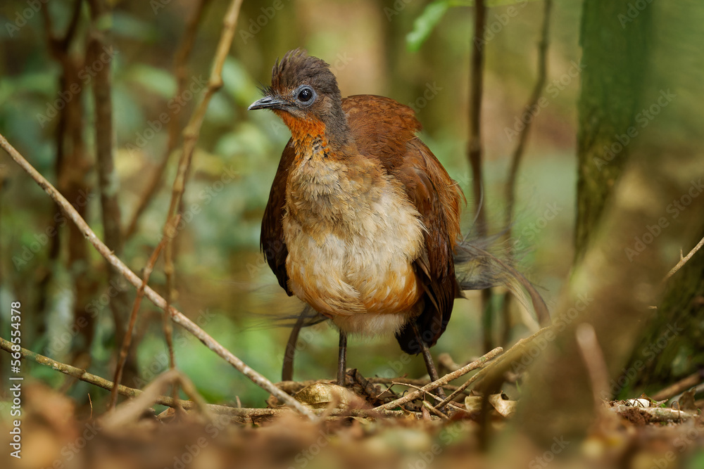Prince Alberts Lyrebird - Menura alberti timid pheasant-sized songbird endemic to subtropical rainforests of Australia, in a small area on the border between New South Wales and Queensland Prince Alberts Lyrebird - Menura alberti timid pheasant-sized songbird endemic to subtropical rainforests of Australia, in a small area on the border between New South Wales and Queensland