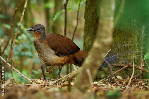 Prince Alberts Lyrebird - Menura alberti timid pheasant-sized songbird endemic to subtropical rainforests of Australia, in a small area on the border between New South Wales and Queensland photo