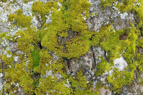 Green moss closeup texture. Forest ground macro background. Moss growing on tree bark. Turf texture. Foliage green plant pattern. Lichen detailed macro backdrop. Tree trunk texture.