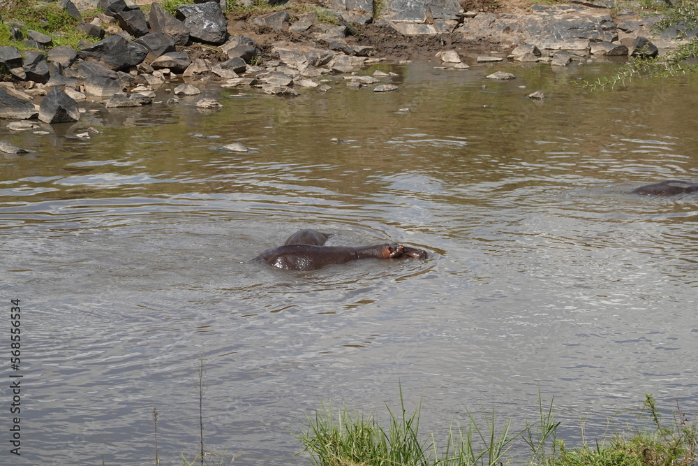 Fototapeta premium Kenya - Masai Mara - hippo