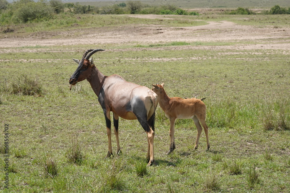 Naklejka premium Kenya - Masai Mara -Topi