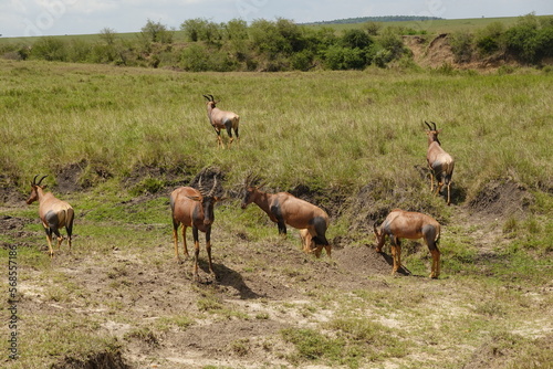 Kenya - Masai Mara 