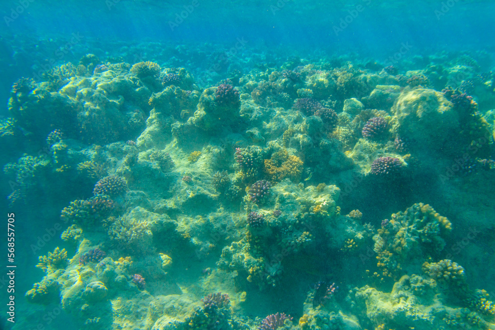 Coral reef in the Red sea in Ras Mohammed national park. Sinai peninsula in Egypt