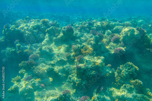 Fototapeta Naklejka Na Ścianę i Meble -  Coral reef in the Red sea in Ras Mohammed national park. Sinai peninsula in Egypt