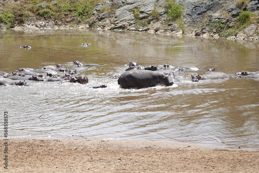 Fototapeta premium Kenya - Masai Mara - Hippo