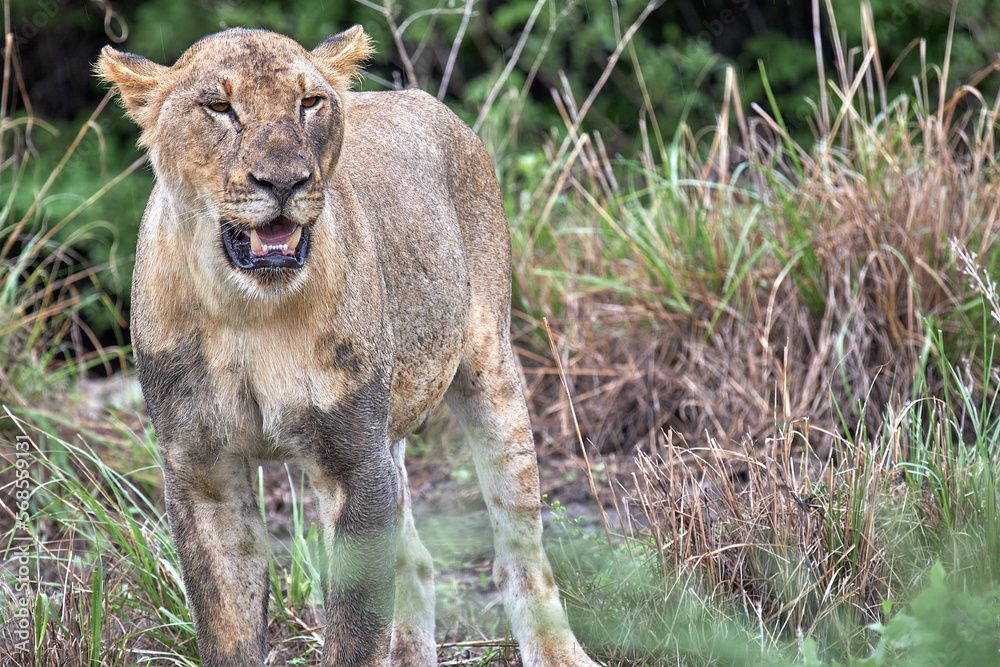 African young lion portait in Selous Park African young lion portait in Selous Park