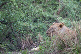 African young lion sitting in the grass after meal in Selous Park