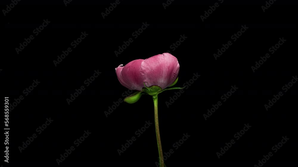 Time Lapse of Opening Red Flower Buttercup on a Black Background. Side View on Ranunculus Flower Blooming in Timelapse. Viva Magenta in Color Trends Time Lapse of Opening Red Flower Buttercup on a Black Background. Side View on Ranunculus Flower Blooming in Timelapse. Viva Magenta in Color Trends