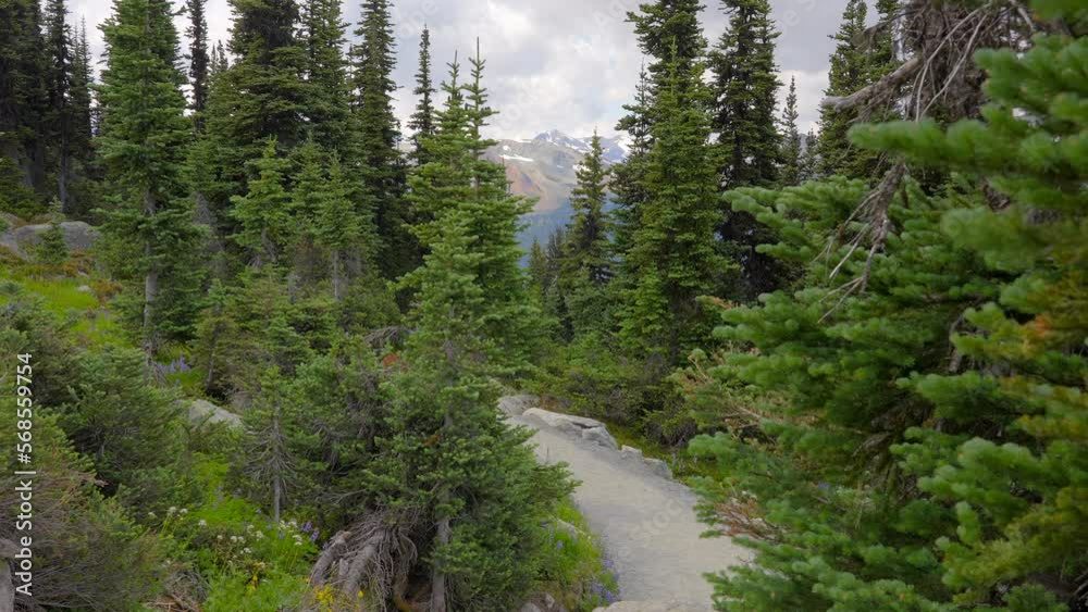 Establishing shot of trail in park in slow motion at summer day in Vancouver, Canada, North America. Day time on September 2022. Still camera. Establishing shot of trail in park in slow motion at summer day in Vancouver, Canada, North America. Day time on September 2022. Still camera.