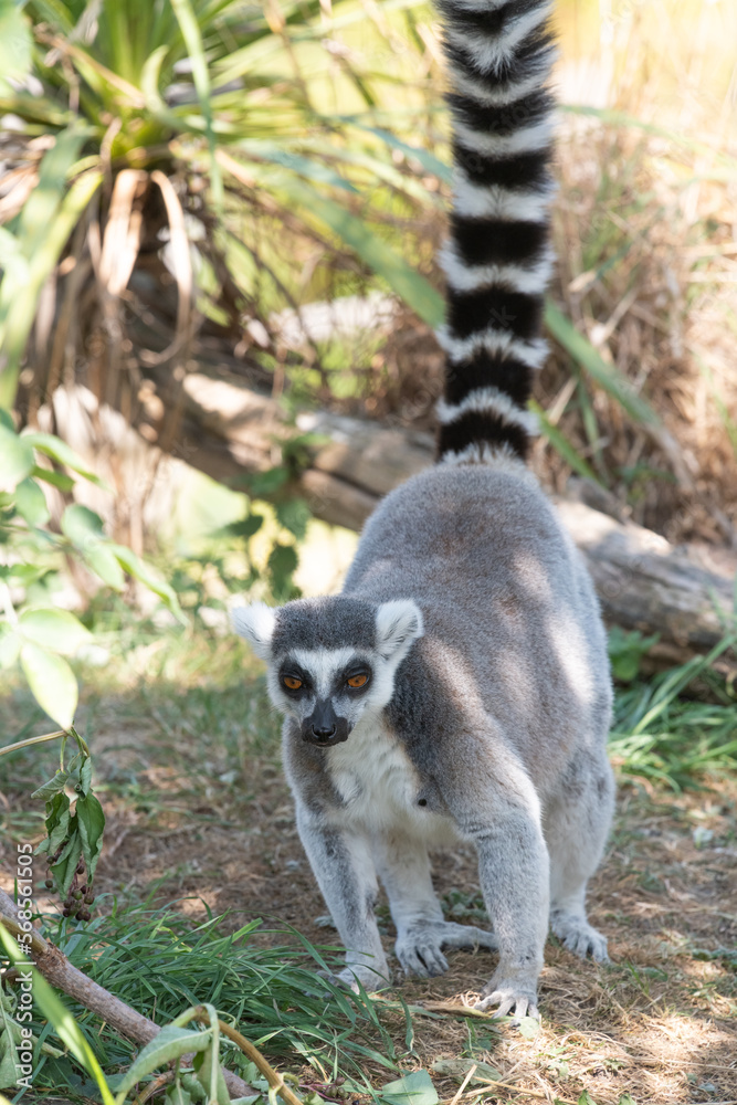 Portrait of a ring tailed lemur (lemur catta)