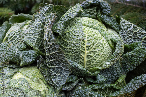 Background of raw savoy cabbage, green leafy vegetable for healthy eating.
