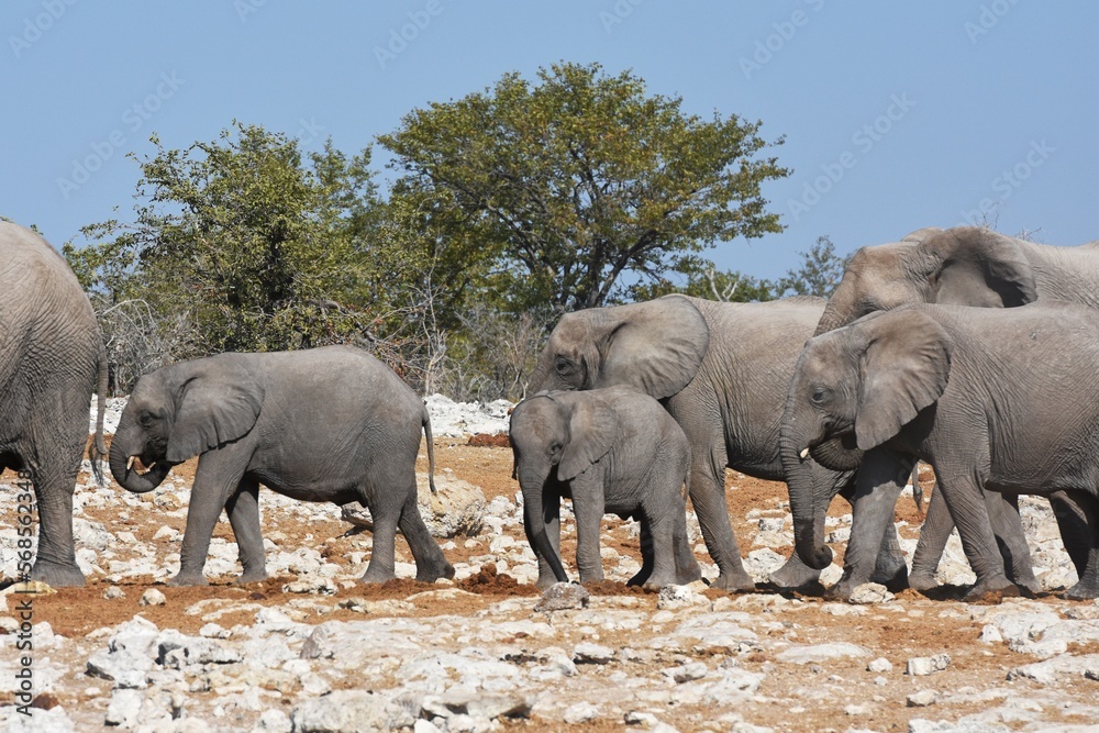 Fototapeta premium Elefantenherde am Wasserloch Kalkheuwel im Etoscha Nationalpark in Namibia.