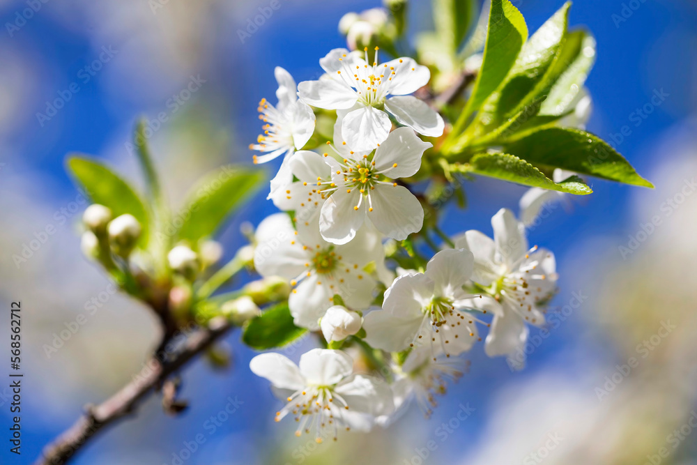 White spring blooming blossoms , white apple flowers blooming in the spring sunlight White spring blooming blossoms , white apple flowers blooming in the spring sunlight