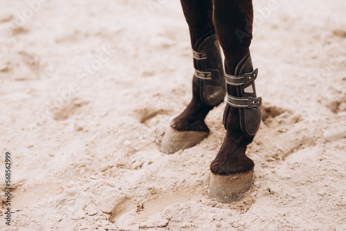 Close up of the horse hooves in motion. Dressage competition.