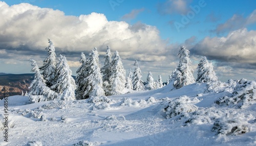 snowy forest on mountain, Jeseniky mountains © Daniel Prudek
