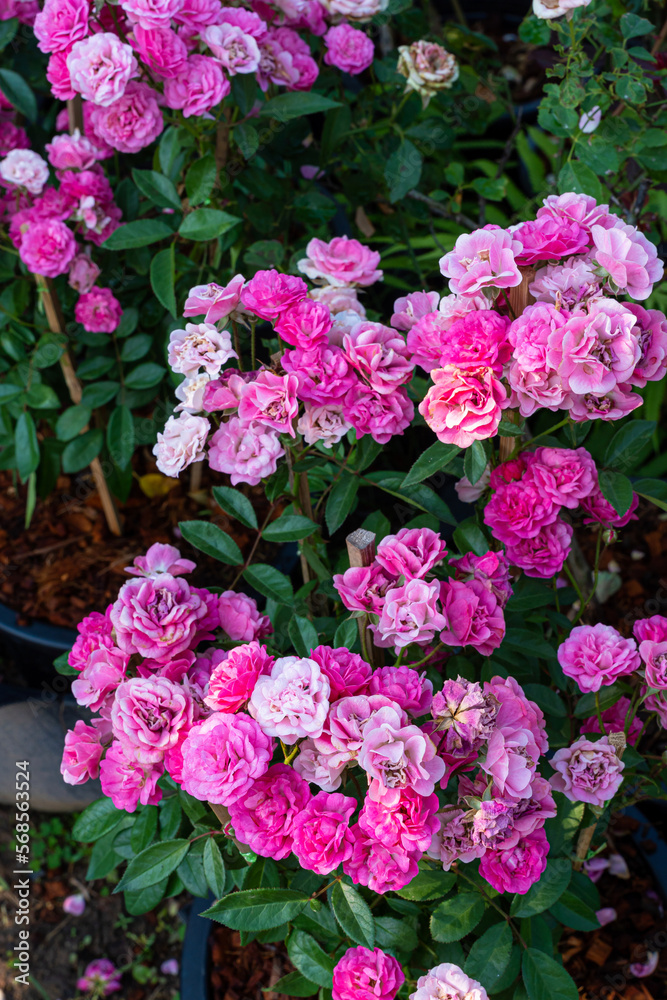 pink rose flower blooming in rose's garden on green nature background pink roses flowers Valentine's Day concept pink rose flower blooming in rose's garden on green nature background pink roses flowers Valentine's Day concept