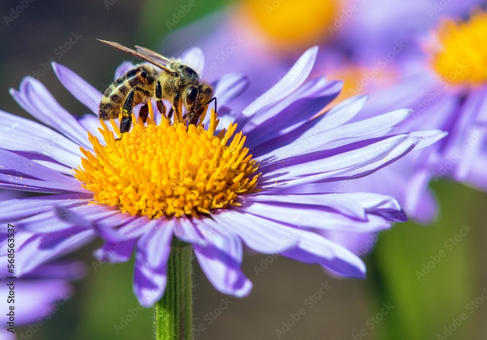 bee honeybee Apis Mellifera honey insect flower bee honeybee Apis Mellifera honey insect flower