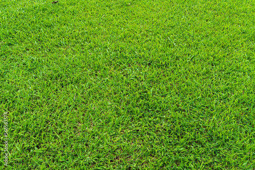 top view of green grass ground lawn pattern texture natural background or Grass Golf in fresh spring.