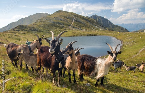herd of goats in the mountains by the lake, Carnic Alps