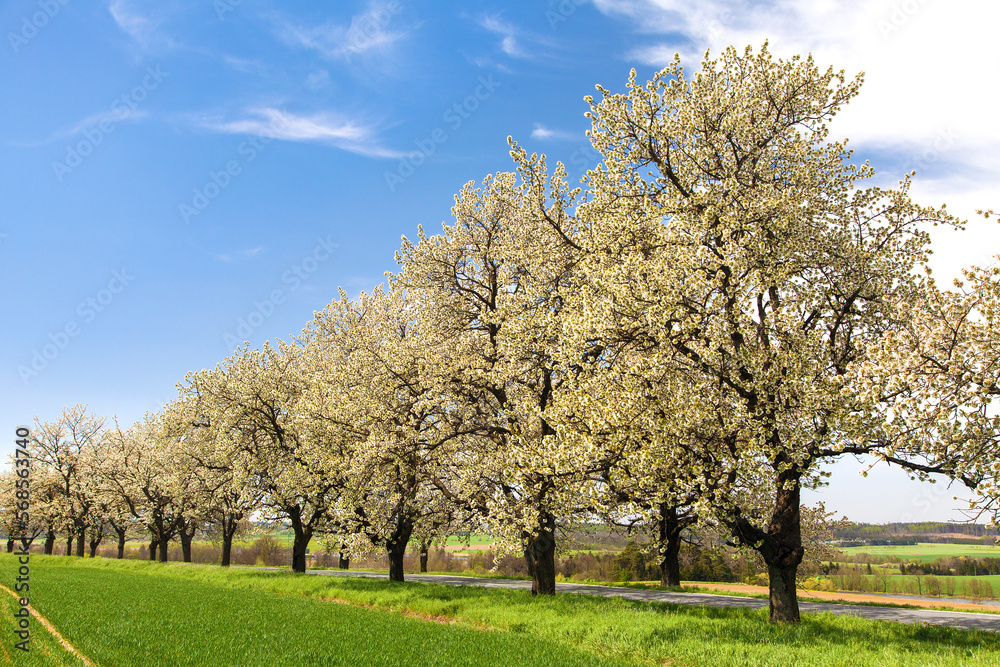 green field road alley flowering cherry trees green field road alley flowering cherry trees