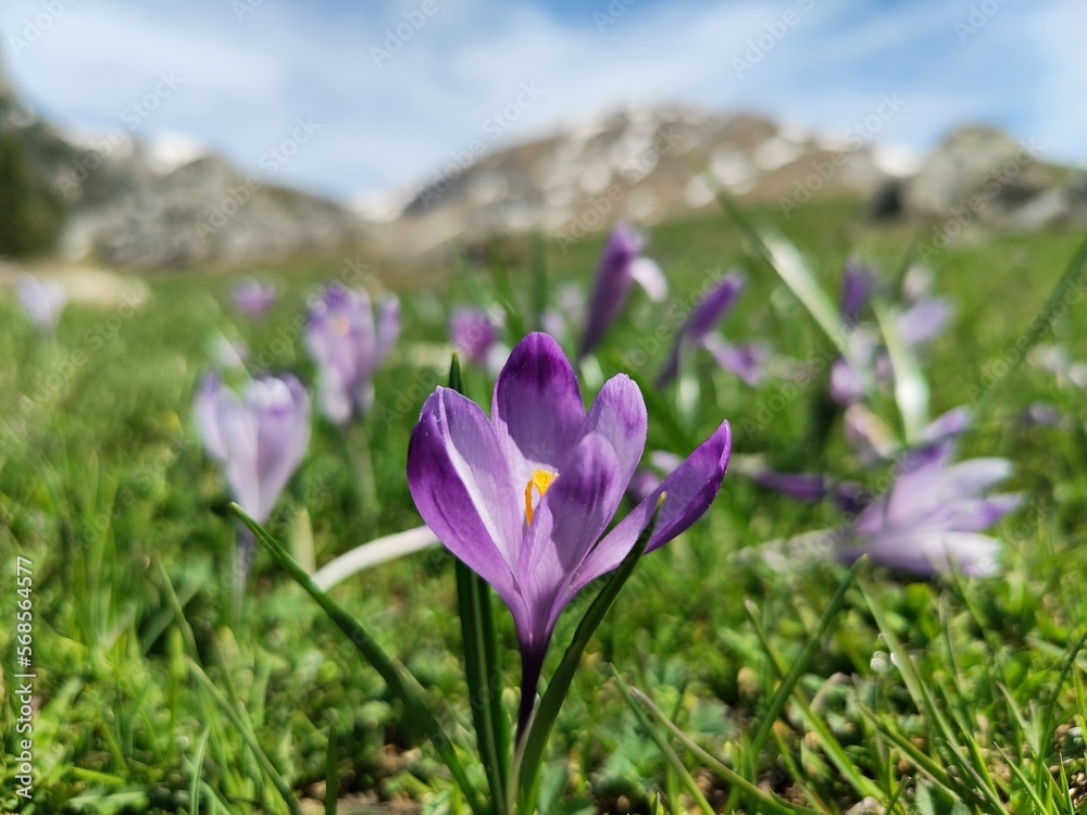 Violet crocus flowers with mountains covered with snow in the background. Violet crocus flowers with mountains covered with snow in the background.