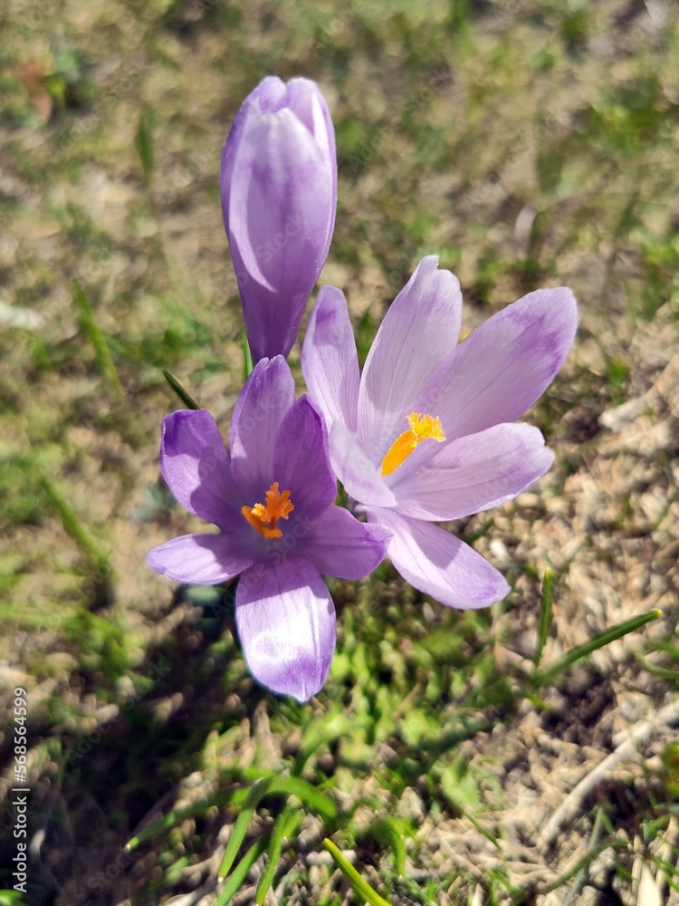 Violet crocus flowers with mountains covered with snow in the background. Violet crocus flowers with mountains covered with snow in the background.