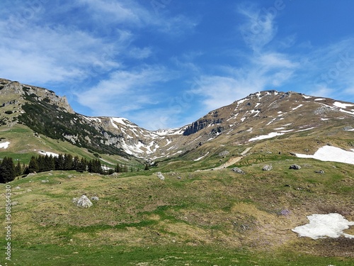 Alpine meadow in the mountains - springtime photo
