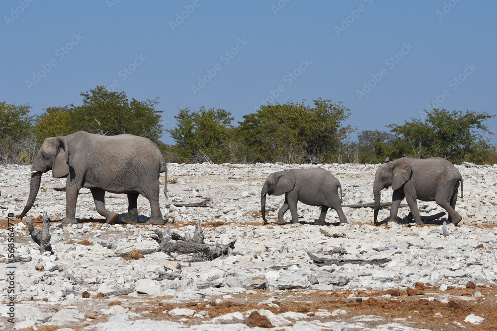 Fototapeta premium Elefantenherde am Wasserloch Kalkheuwel im Etoscha Nationalpark in Namibia. 