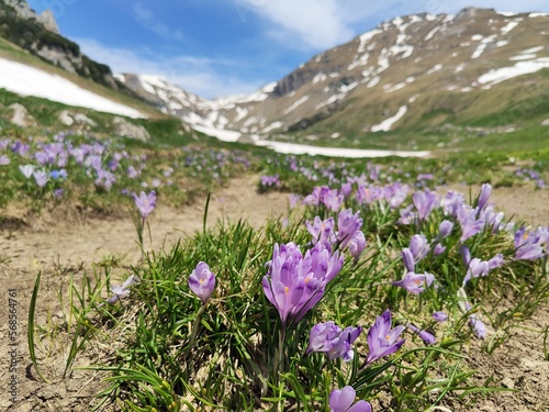 Violet crocus flowers with mountains covered with snow in the background.
