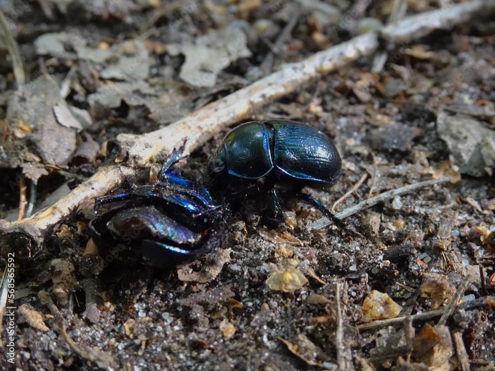 Forest beetle cleaning the remains of another dead beetle, Lodz, Poland. Forest beetle cleaning the remains of another dead beetle, Lodz, Poland.