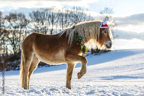 Portrait of a beautiful haflinger horse wearing a christmas wreath and a antlers hat in front of a snowy winter landscape outdoors