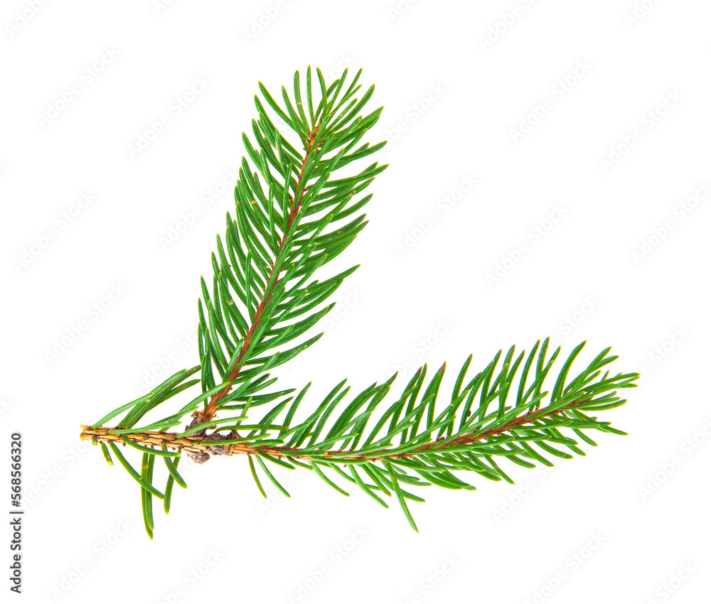 Green branch of a Christmas tree isolated on a white background. Green branch of a Christmas tree isolated on a white background.