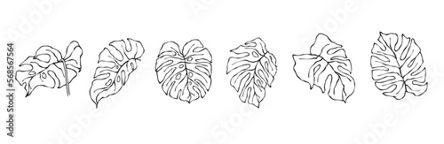 The collection of linear sketches of tropical leaves is monsters. Vector graphics.