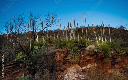 tree in the desert