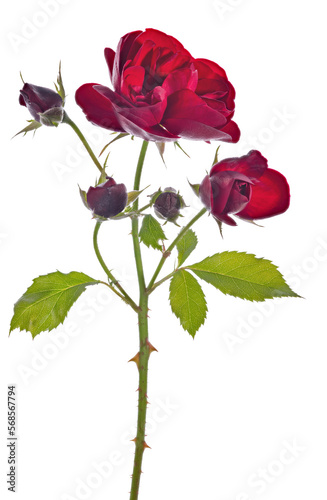 fine rose with bloom bloom and four buds isolated on white