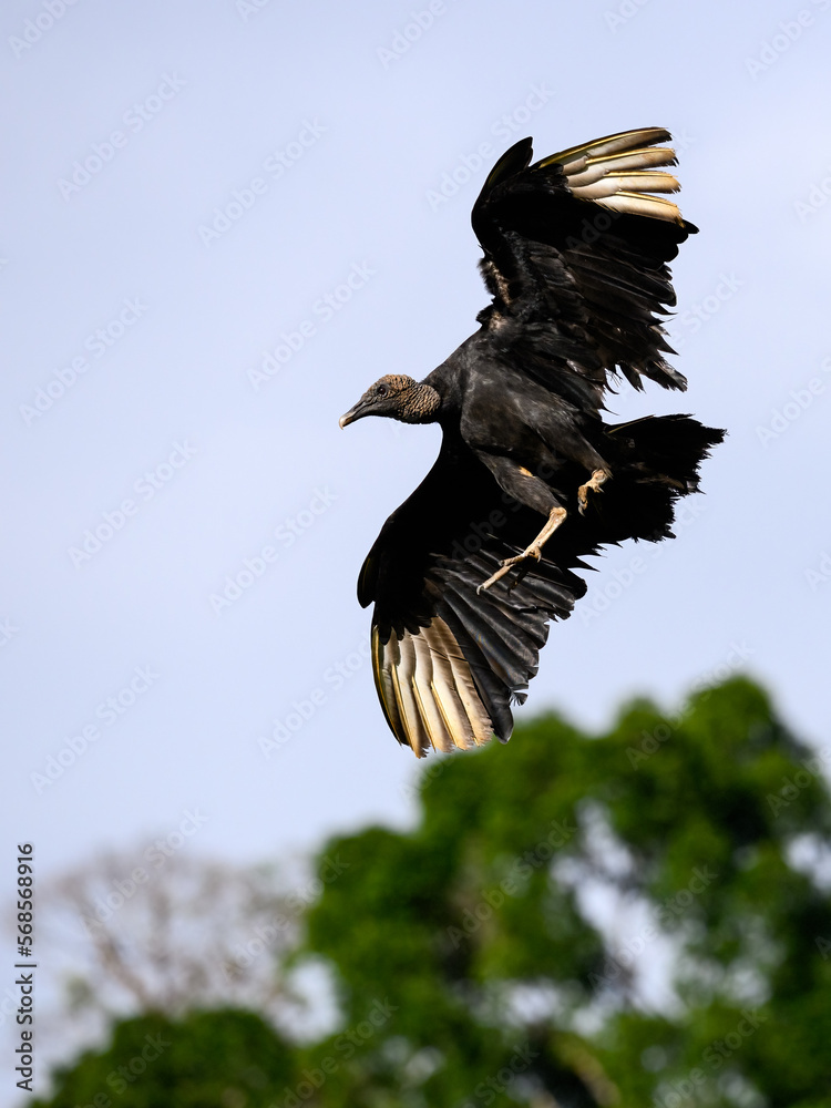 Obraz premium animal, avian, bird, black, black vulture, coragyps atratus, exotic, forest, green, nature, panama, perch, rainforest, tree branch, tropical, vulture, wild