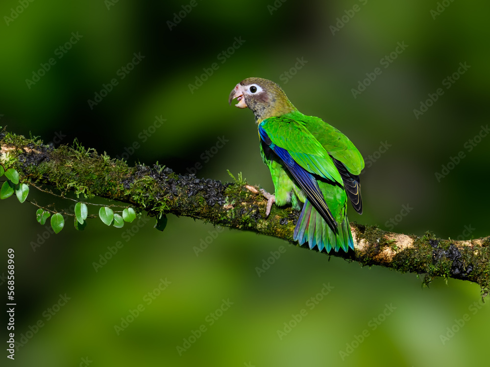 Brown-hooded Parrot portrait on mossy stick against dark green background