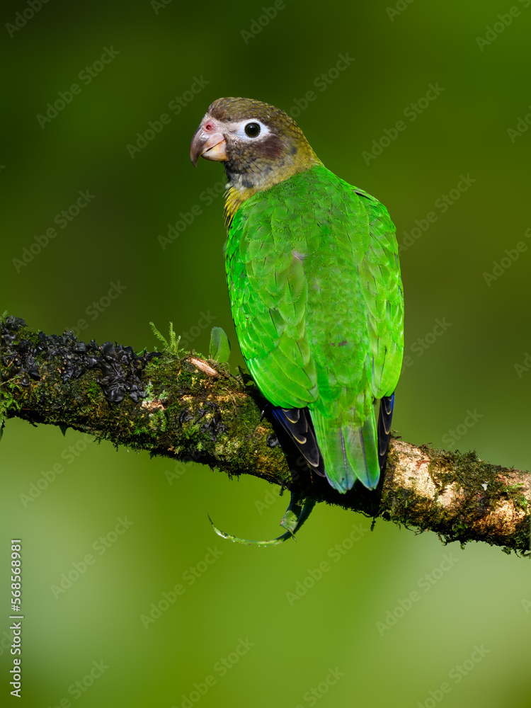 Brown-hooded Parrot portrait on mossy stick against dark green background Brown-hooded Parrot portrait on mossy stick against dark green background