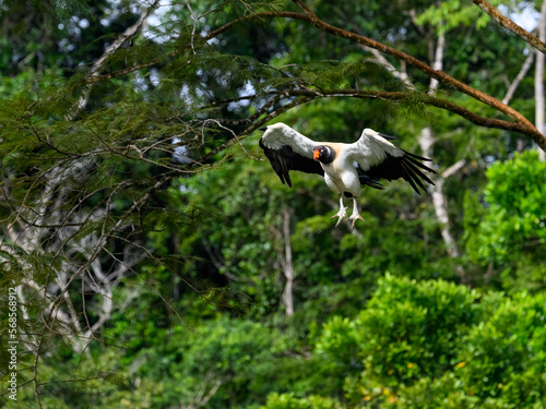 King Vulture in flight landing against dark green background